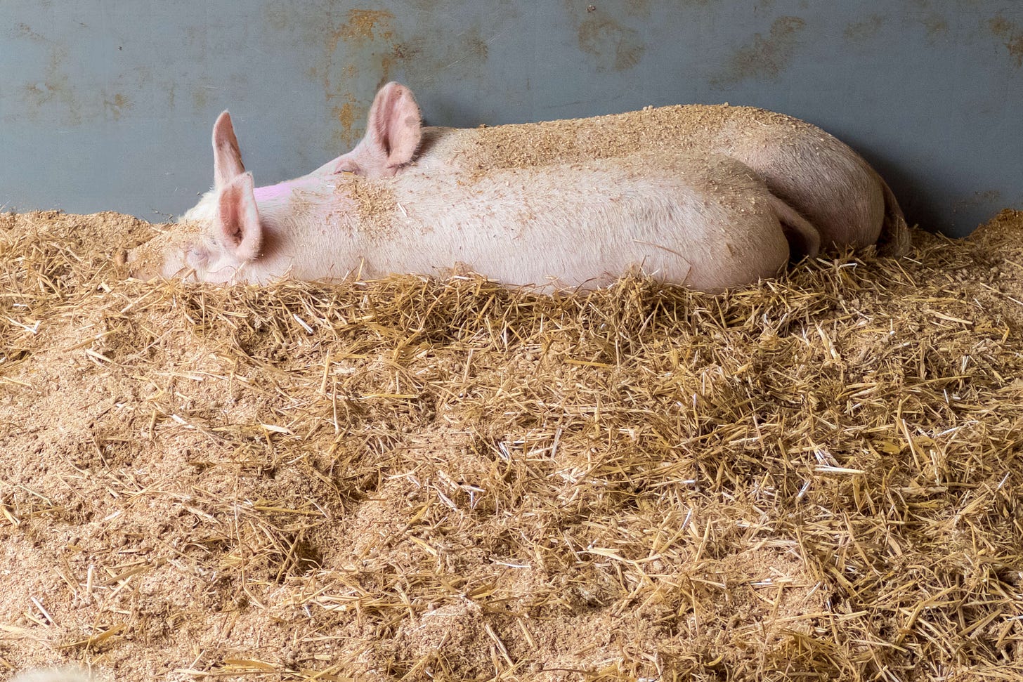 Zwei Sauen liegen entspannt in einer Ecke eines artgerechten Schweinestalls auf einem weichen Einstreu-Mix aus Stroh, Sägemehl-Pellets und Holzspänen, der ihnen ein Wühlen und Ruhen ermöglicht. Zwei Sauen liegen entspannt in einer Ecke eines artgerechten Schweinestalls auf einem weichen Einstreu-Mix aus Stroh, Sägemehl-Pellets und Holzspänen, der ihnen ein Wühlen und Ruhen ermöglicht.