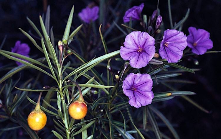 Solanum linearifolium [fruit & flowers - ATLAS - M. Fagg, n.d.].jpeg