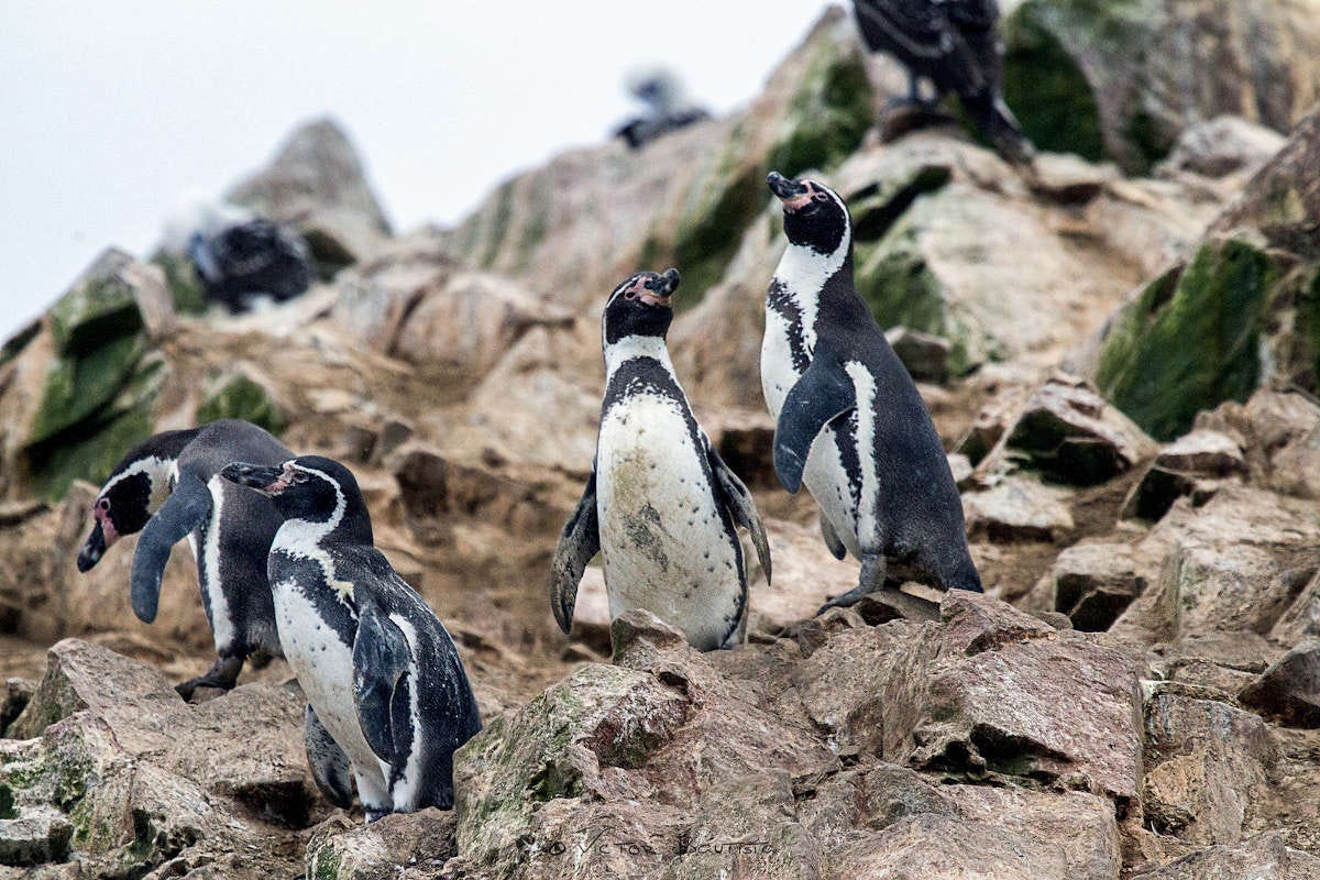 un grupo de pingüinos de Humboldt, blancos y negros, en la costa de Chile