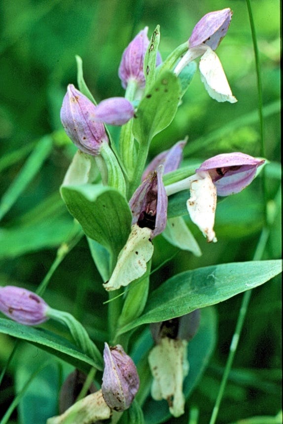 Close-up of a plant with purple flowers

Description automatically generated with low confidence