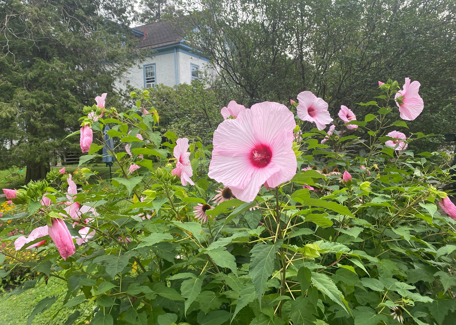 large pink flowers