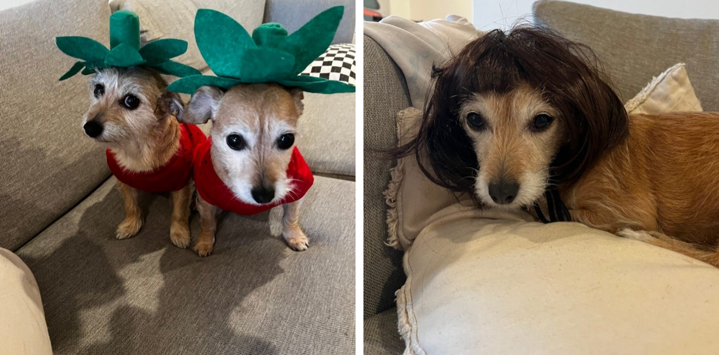 two dogs dressed in strawberry costumes and one dog wearing a bob wig