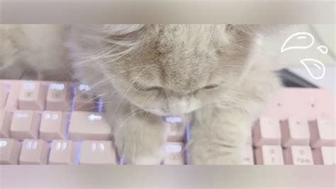 cute cat kitty pink keyboard aesthetic egirl banner header discord ...
