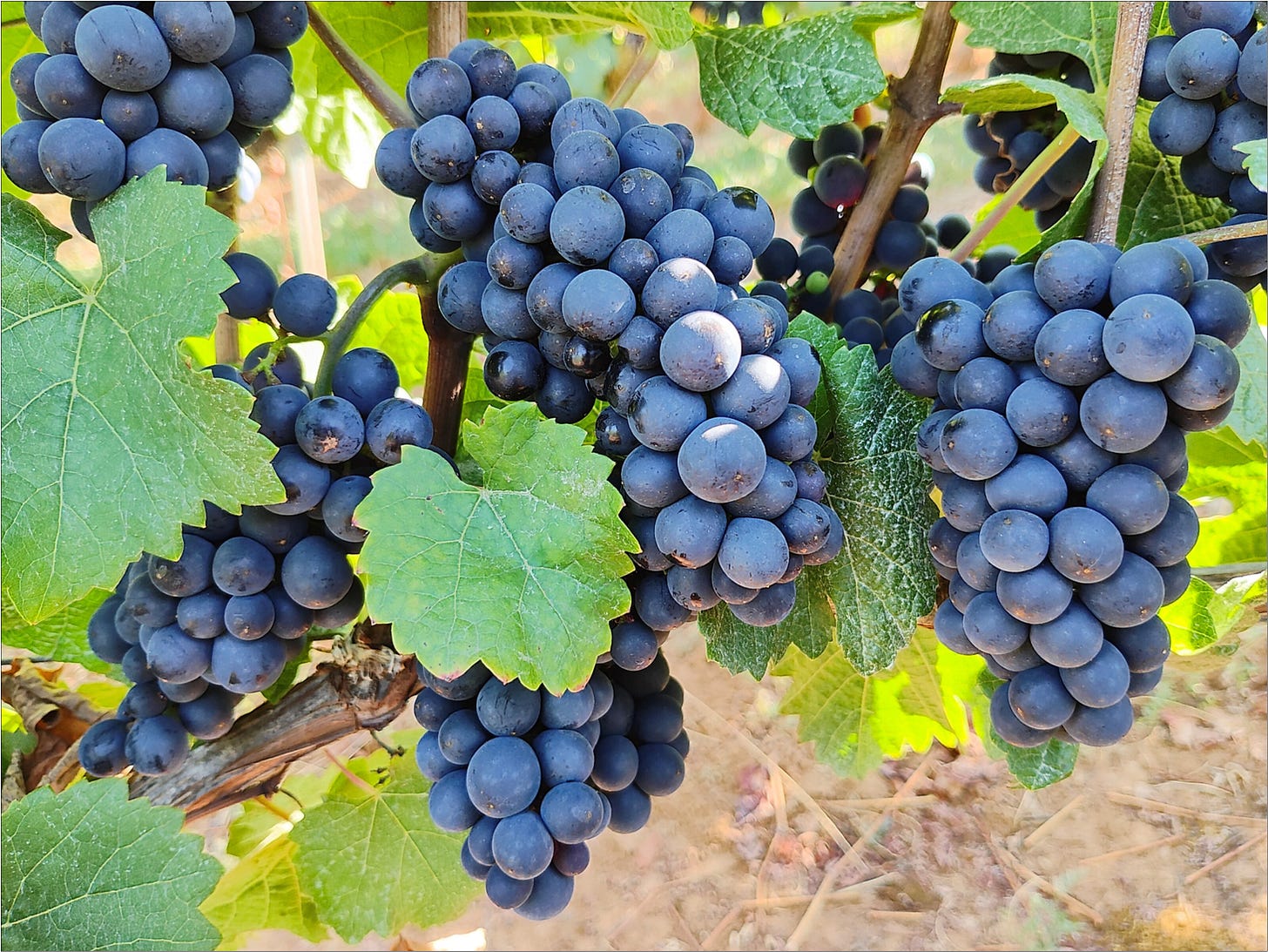 Pinot Noir ready for The Great Cluster Pluck, mid-October.