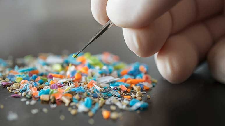 microplastic in the brain