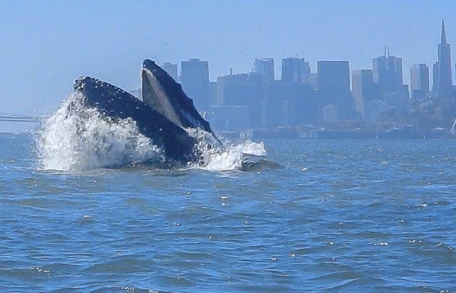 Whale, San Francisco, Animals, Whales, Animales, Animaux, Animal, Animais