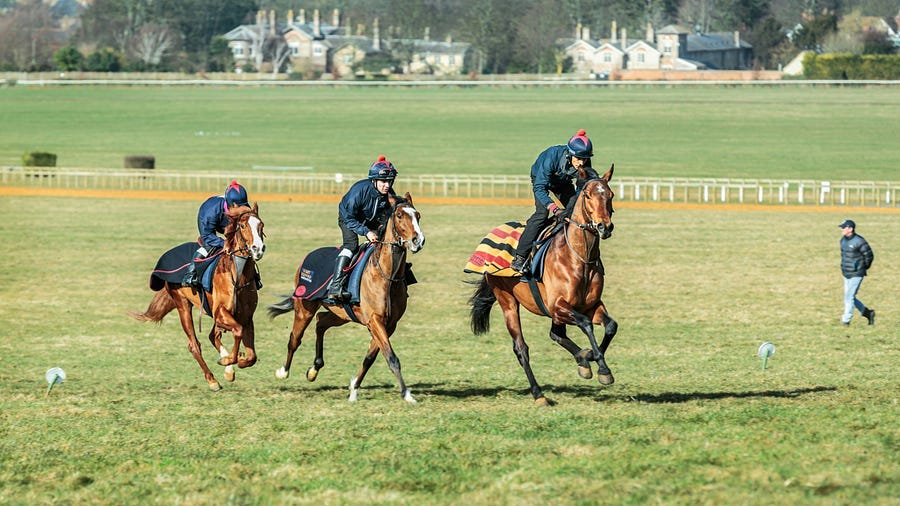 Racehorses Racehorses