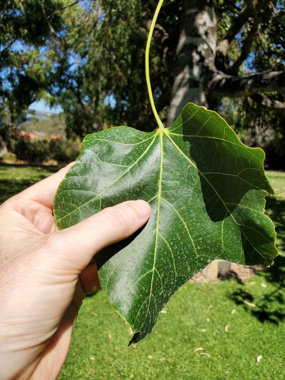 Brachychiton paradoxus [leaf - King's Park, Perth] 20230228_105329 sml.jpg