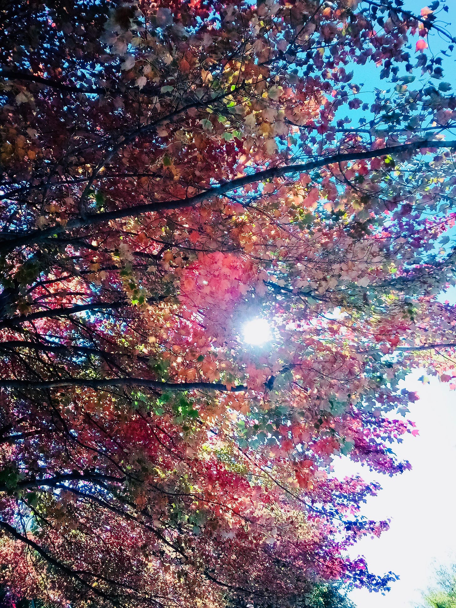 Sun shining through red and yellow leaves on a tree