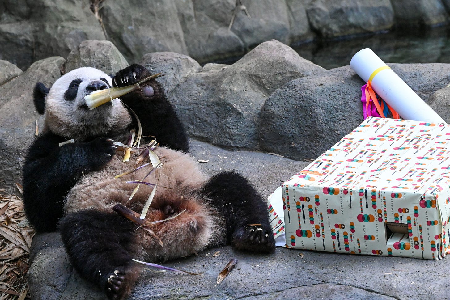 Le le, the first giant panda born in Singapore, on its 2nd birthday inside the River Wonders giant panda forest exhibit in Singapore on August 14, 2023. (Photo by Roslan Rahman/AFP via Getty Images)