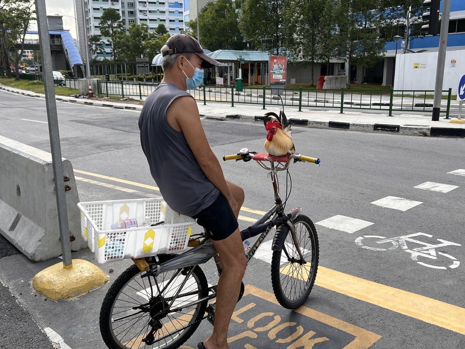 r/singapore - People always ask Why, but never How the chicken crossed the road
