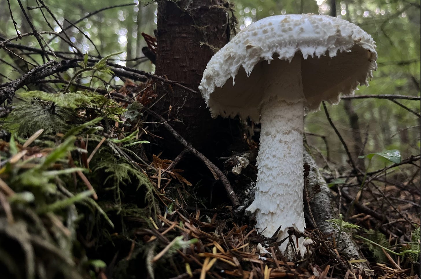 White shaggy mushroom on forest floor