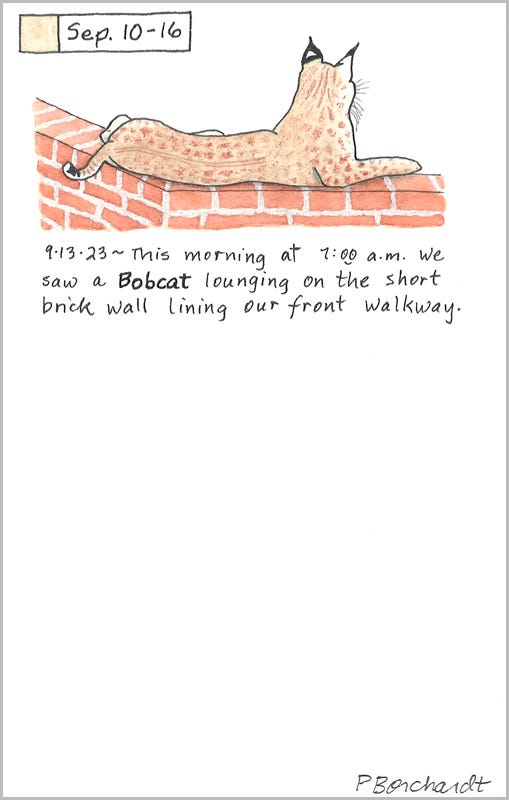 Bobcat (pen, watercolor & colored pencil), Perpetual Journal entry