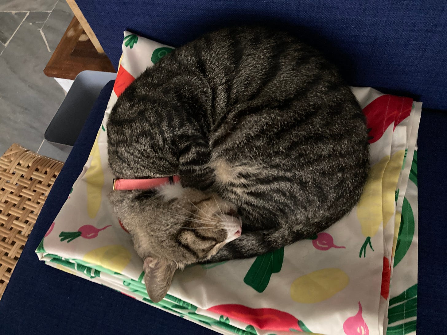 A grey tabby cat sleeping curled up on a folded table cloth.