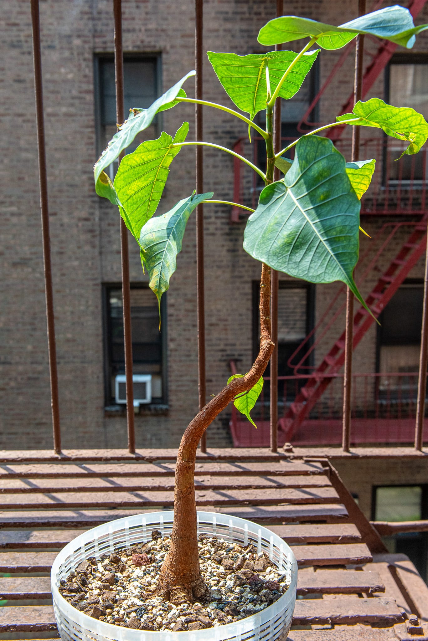 ID: Photo of Ficus religiosa bonsai planted in a colander on my fire escape, with a straight fluted trunk and a tuft of leaves at the top