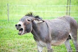 8,100+ Funny Donkey Stock Photos, Pictures & Royalty-Free Images - iStock |  Funny animals, Funny horse, Mule