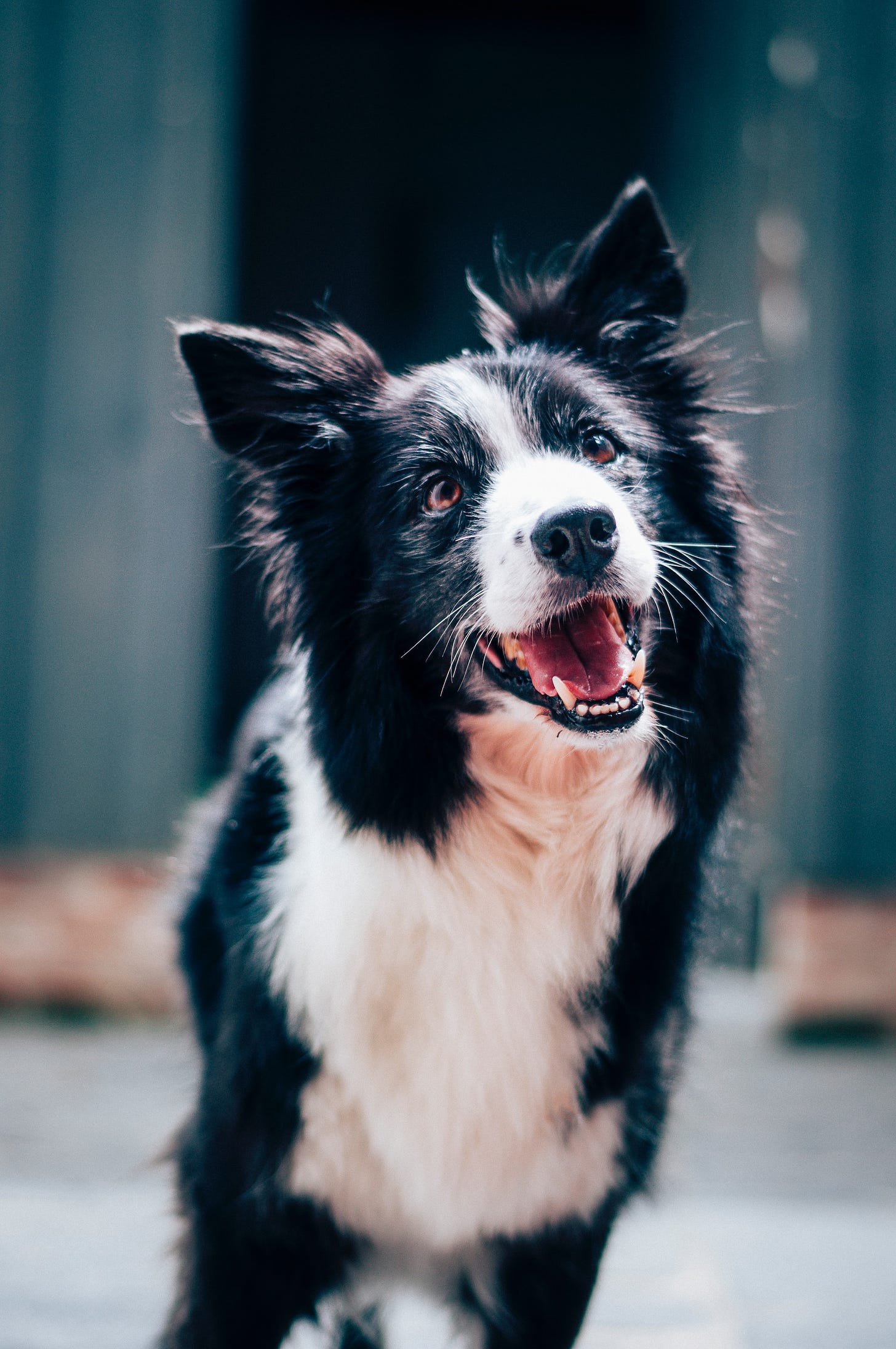 A border collie stands, brown eyes looking upward, in a pose of interested alertness, ears pricked and mouth loosely open. The dog’s fur is medium-long, black with a white snout, forehead streak, throat, and chest.