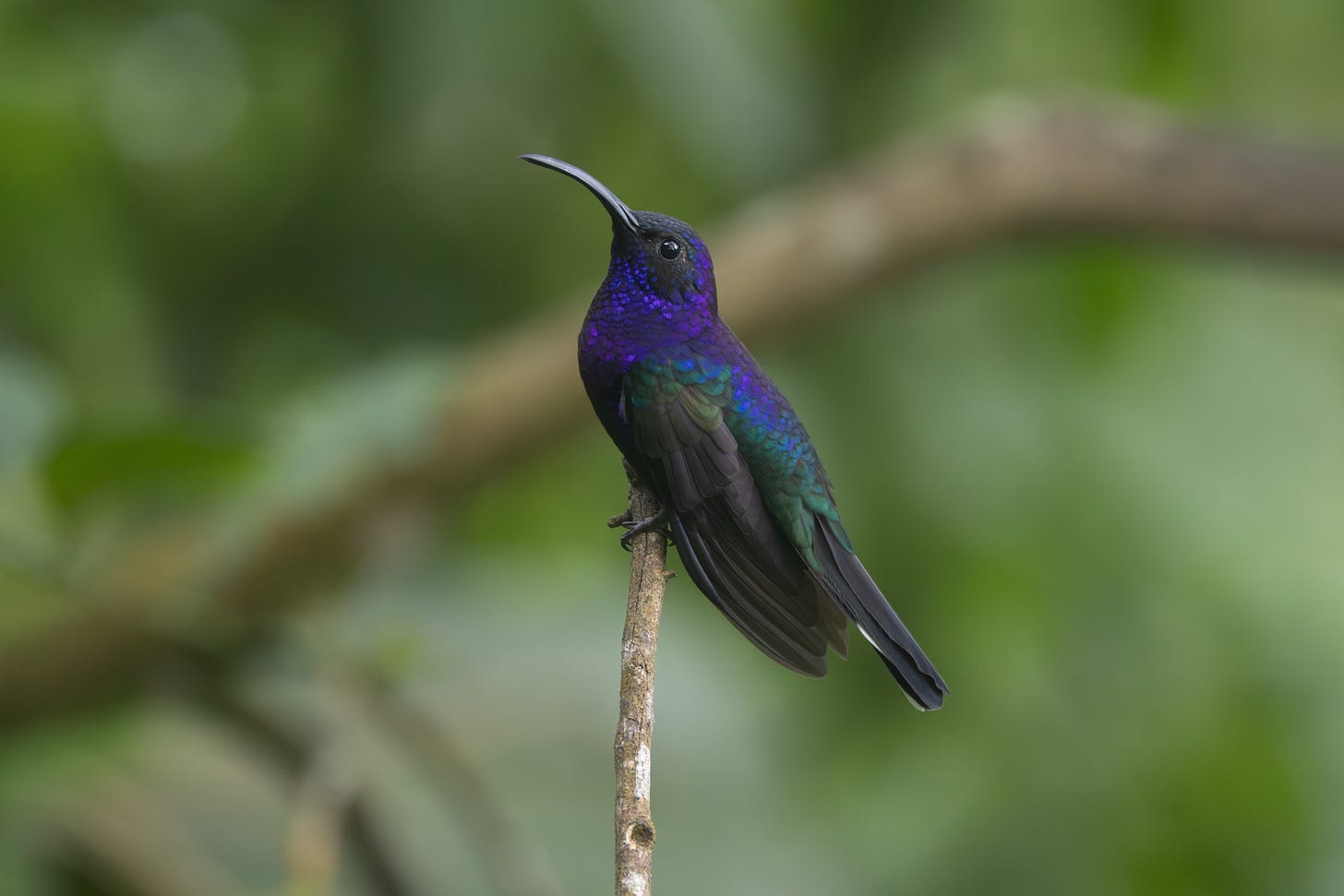 a large, purple hummingbird with a green rump perched on a stick facing left. it has a black mask and a thick, deeply curved beak.