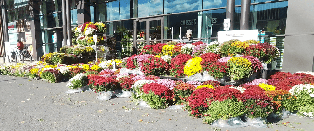 All Saints' Day flowers outside a supermarket in France. (c) Chris Aspinall, 2023