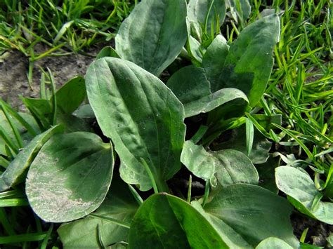 Greater Plantain, Broad Leaf Plantain, White Mans Foot, Englishmans foot, Plantago majo