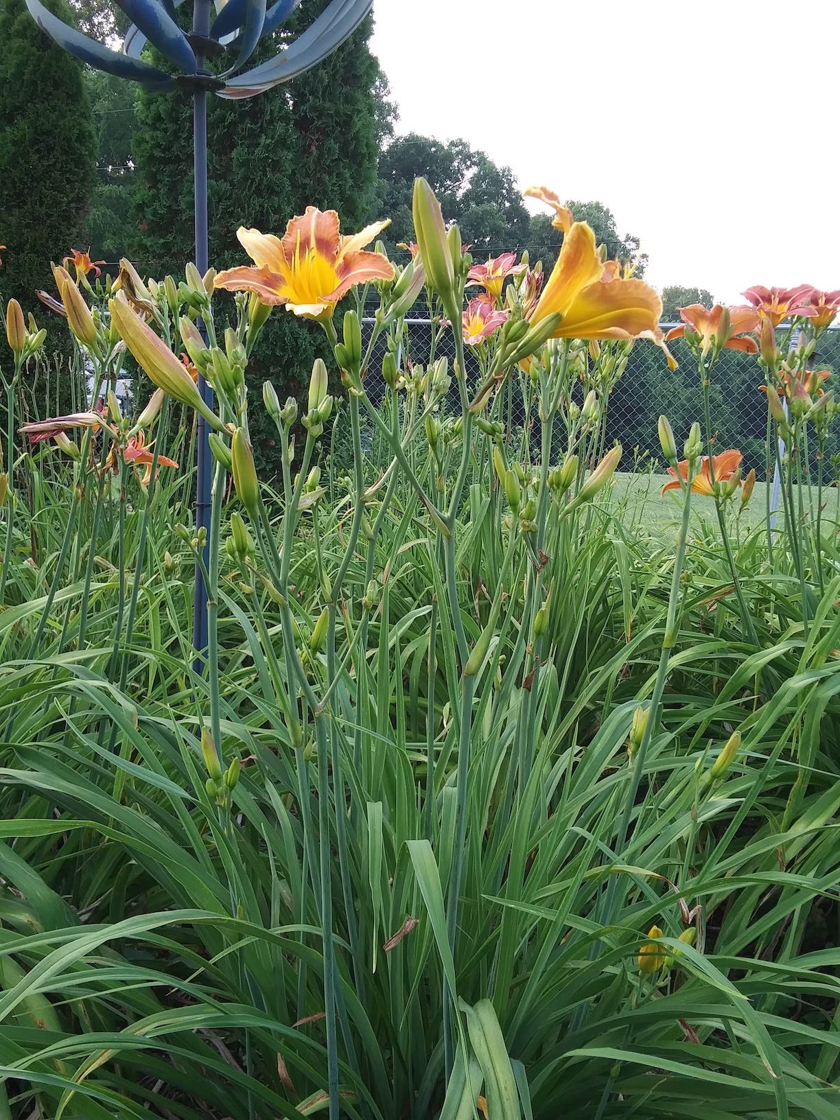 sun dragon in garden clump