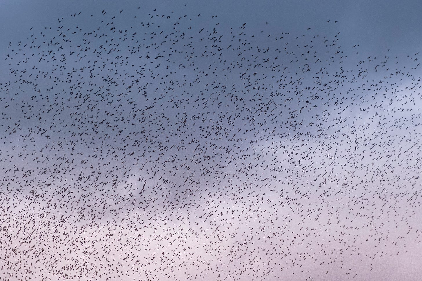 A cloud of hundreds (maybe thousands) of starlings, showing black against a grey sky.