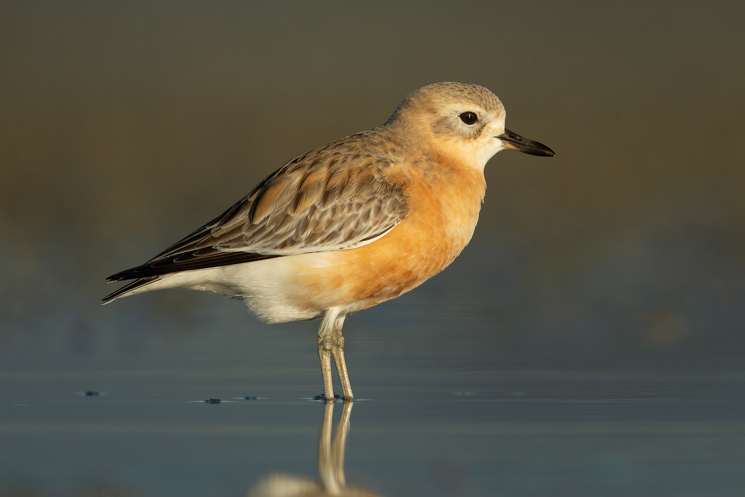 New Zealand dotterel - Wikipedia