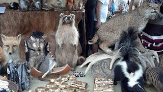 A bunch of taxidermied animals including a squirrel holding a paddle as it is inside a canoe.