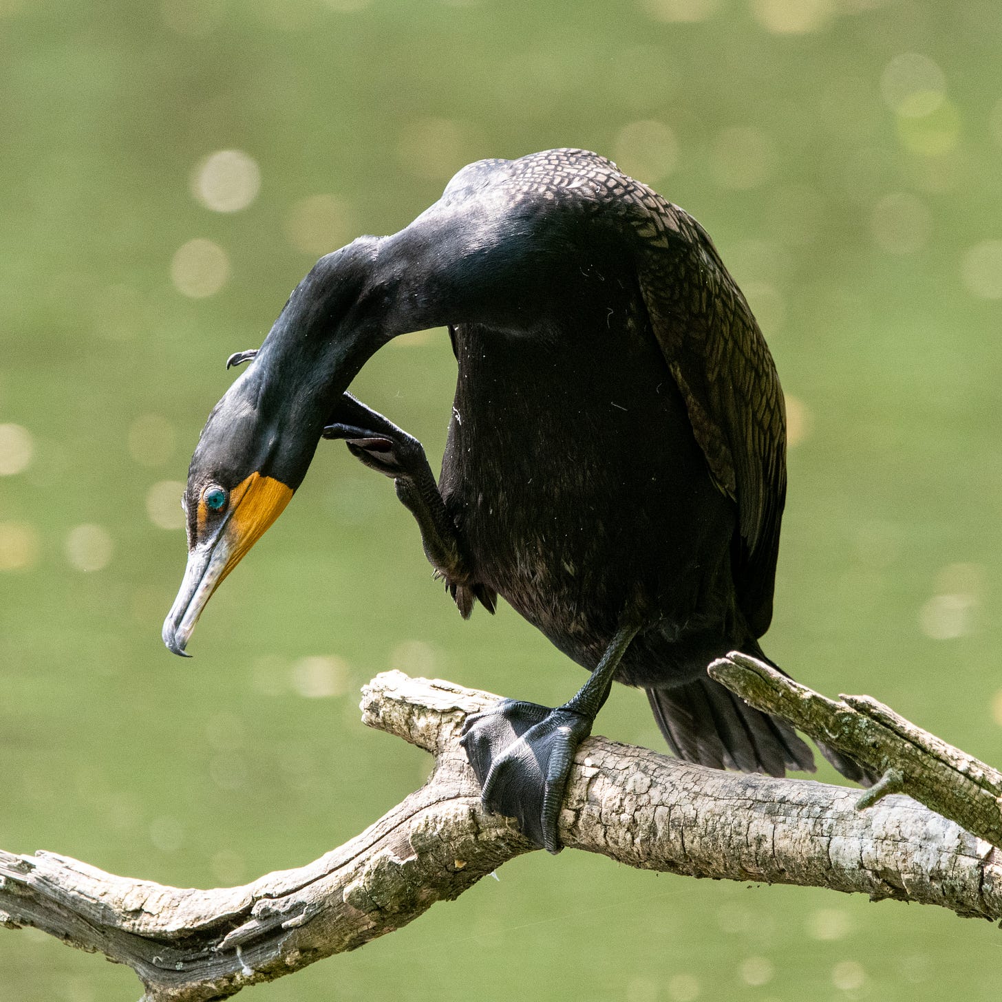 A double-crested cormorant, tire-rubber black with blue candy eyes, is sitting on a log, raising one webby foot to scratch behind its invisible right ear