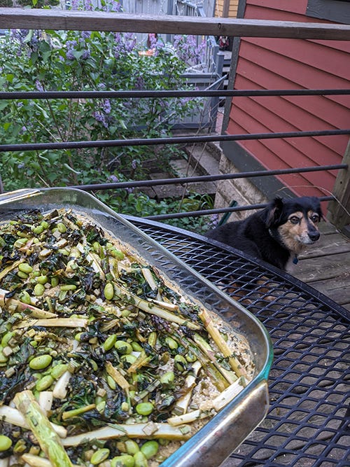 A glass casserole dish with greens and green vegetables over cooked quinoa sits on a black patio table with a black dog in the background.