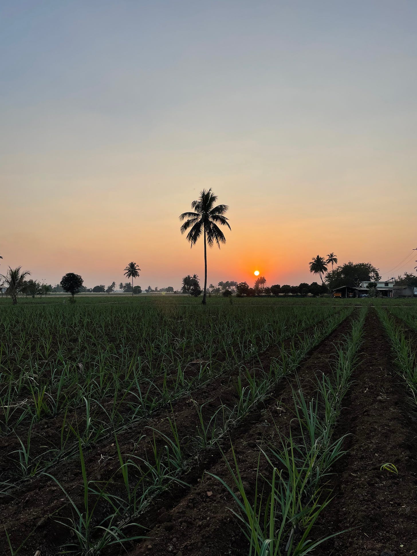 Sunset: Sugarcane Field