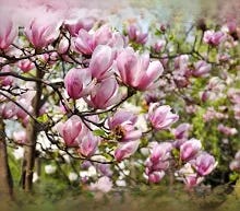 Magnolia Tree (Magnolia soulangeana) 10 Seeds