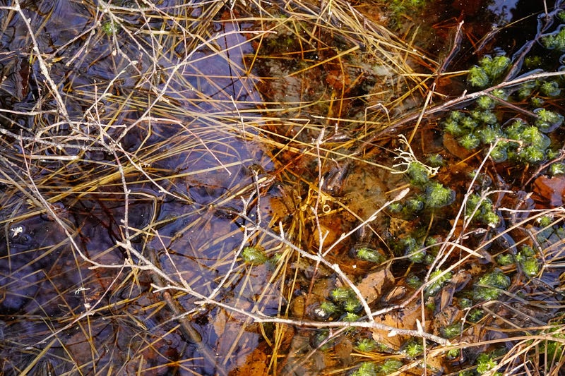View down onto an ephemeral pool beneath birch, fringed with grass, branches and moss