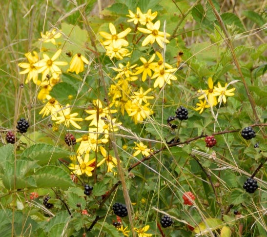 wildflowers