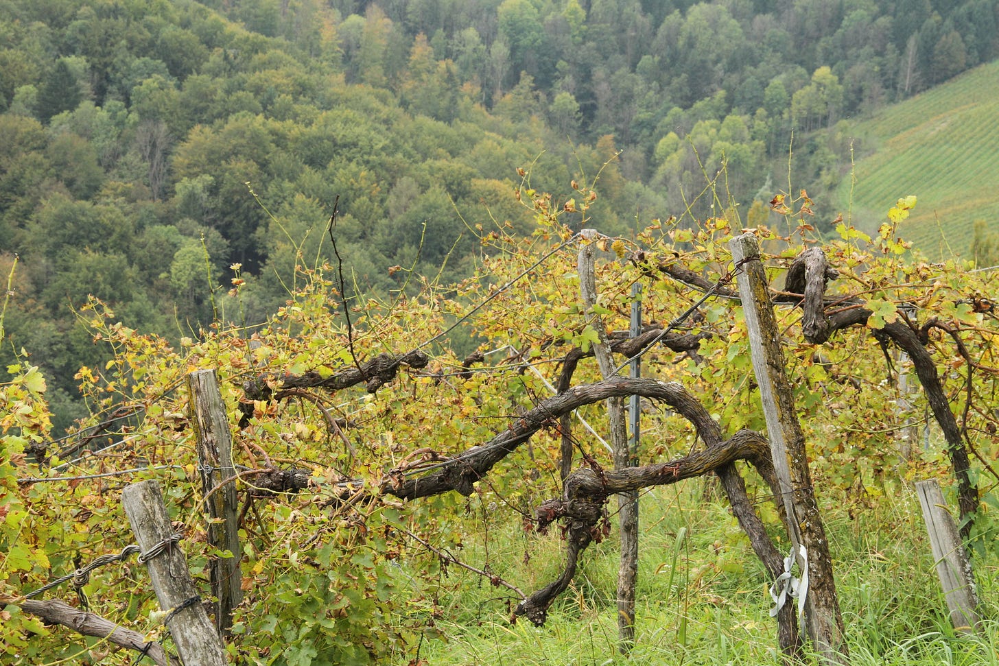Vineyards at Werlitsch