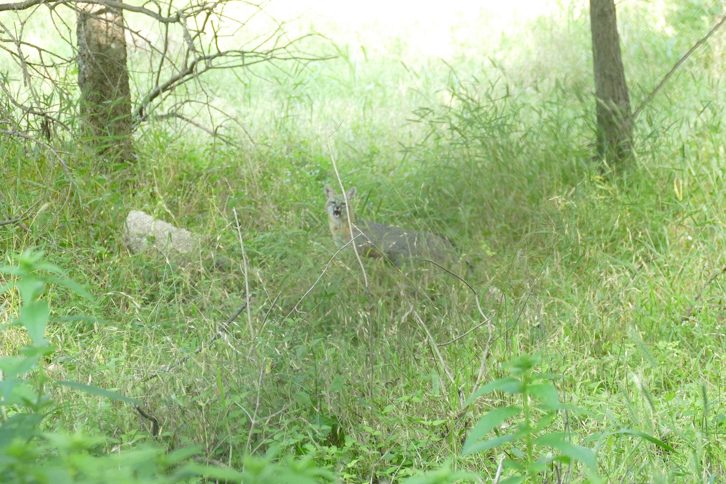 Fox in empty lot behind a factory, mouth open in an agitated vocalization 