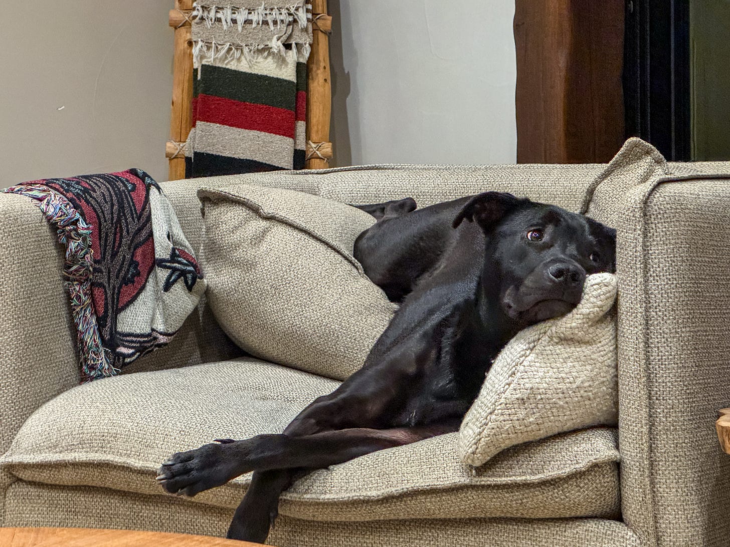 A black dog is laying on a large chair but her front half is on the seat while her back half is on the back cushion, making for a silly image where she is very unbalanced.