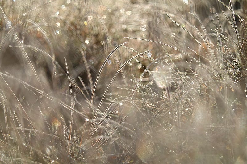 Low level view through backlit frosted grass which sparkles in the morning sun