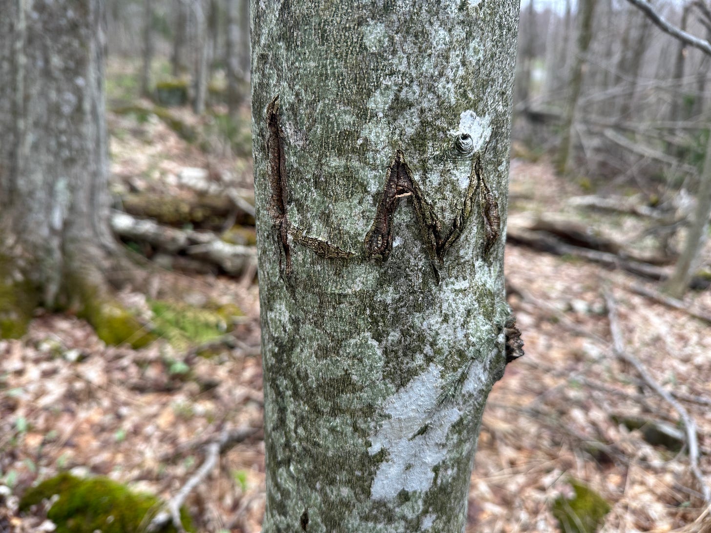 Initials carved into the bark of a beech tree.