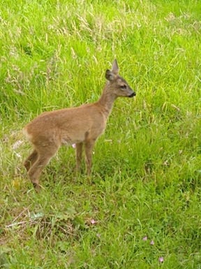 photograph of a little fawn