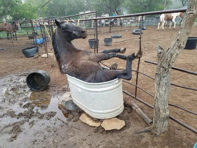 r/WTF - Horses are on a lifelong mission to kill themselves in every way possible