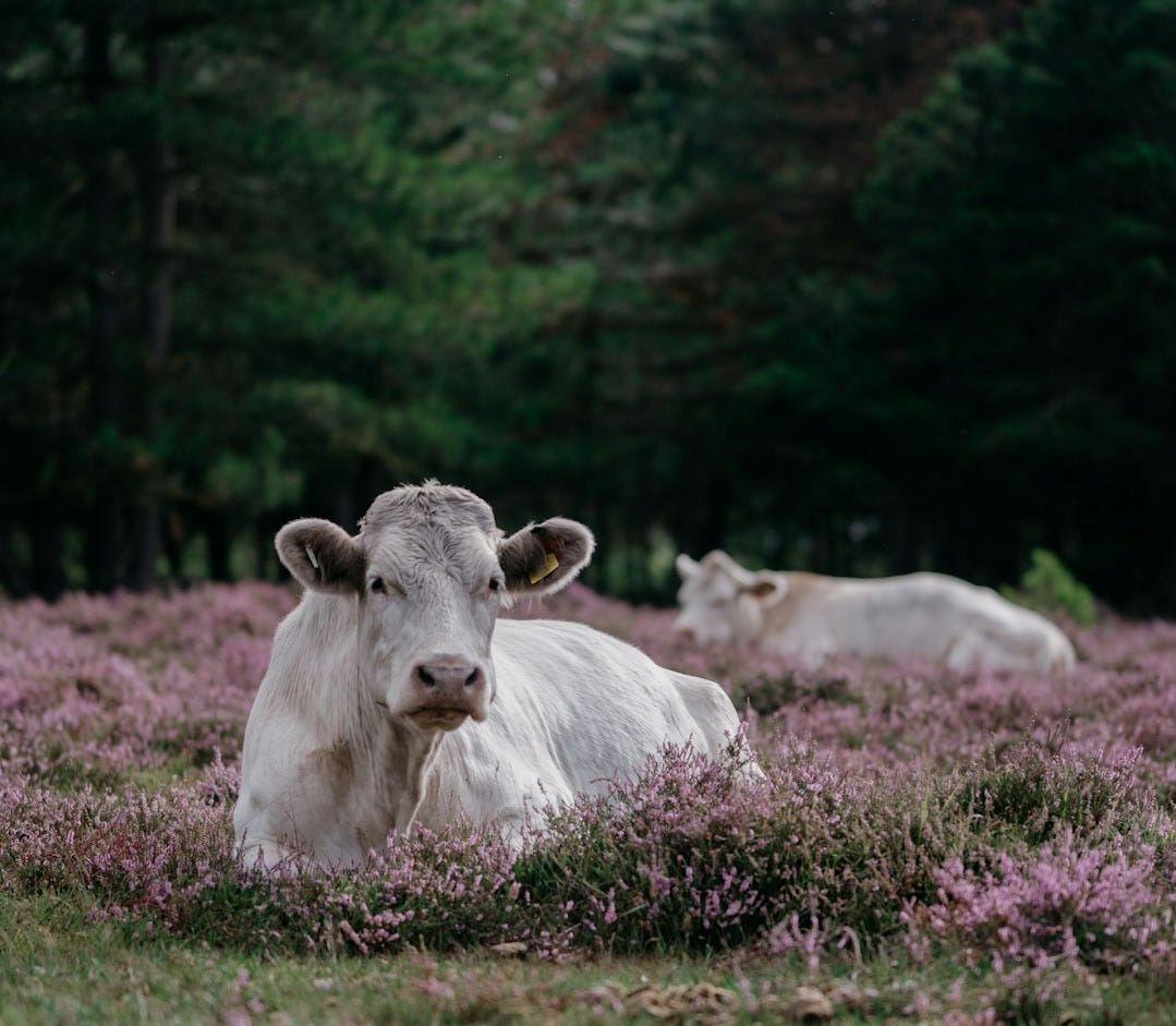 a cow laying in a field of purple flowers a cow laying in a field of purple flowers