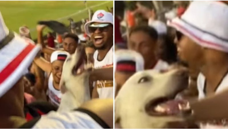 fotos de um cachorro em meio a torcida do vitoria no estadio do barradao