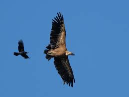 Vale gier - foto van MarioVermeer_zoom - Natuur - Zoom.nl