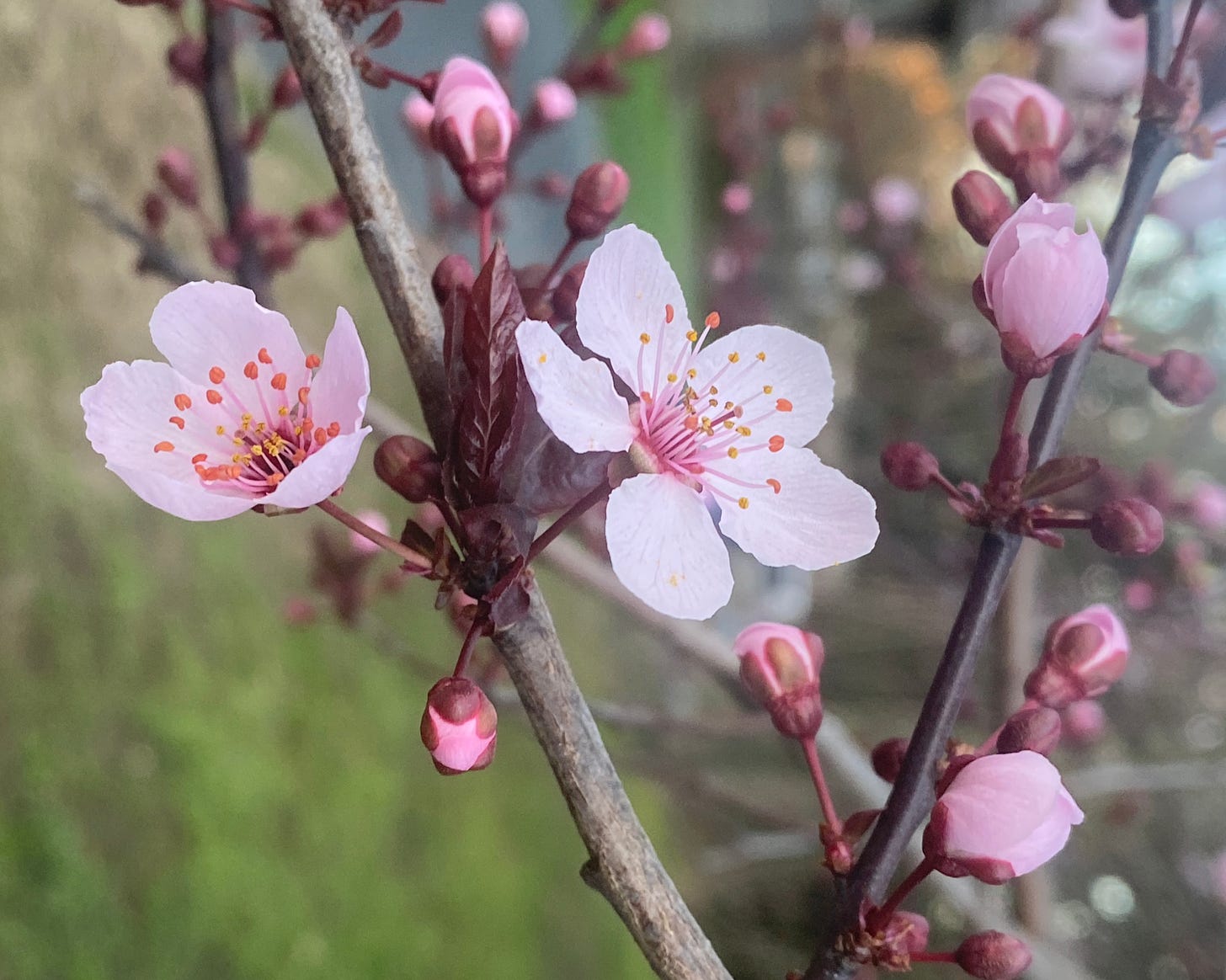 small pink flowers opening on a tree