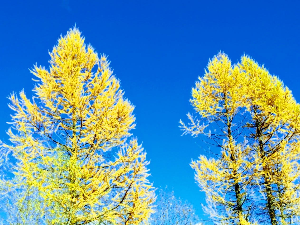 Bright blue sky in the background. Two trees with bright yellow thin leaves in the foreground