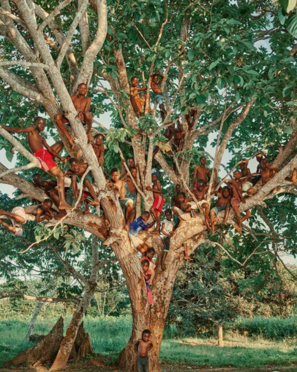 Photo of a giant tree full of young Congolese children by Pieter Hebert for Congo Tales