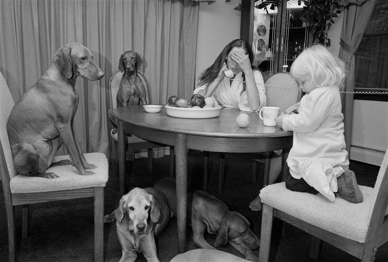 Newsletter Tamara Tossi lo que las mamás perro ya sabemos