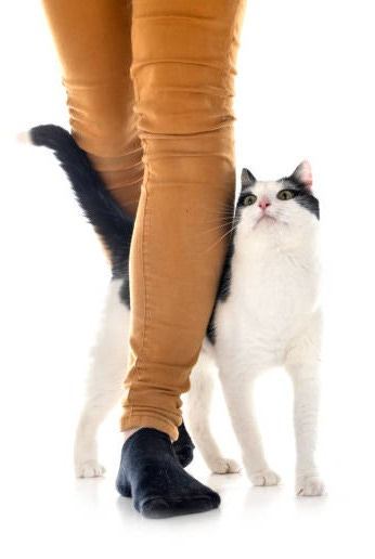 80+ Cat Rubbing Against Leg Stock Photos, Pictures & Royalty-Free Images -  iStock | Siamese cats