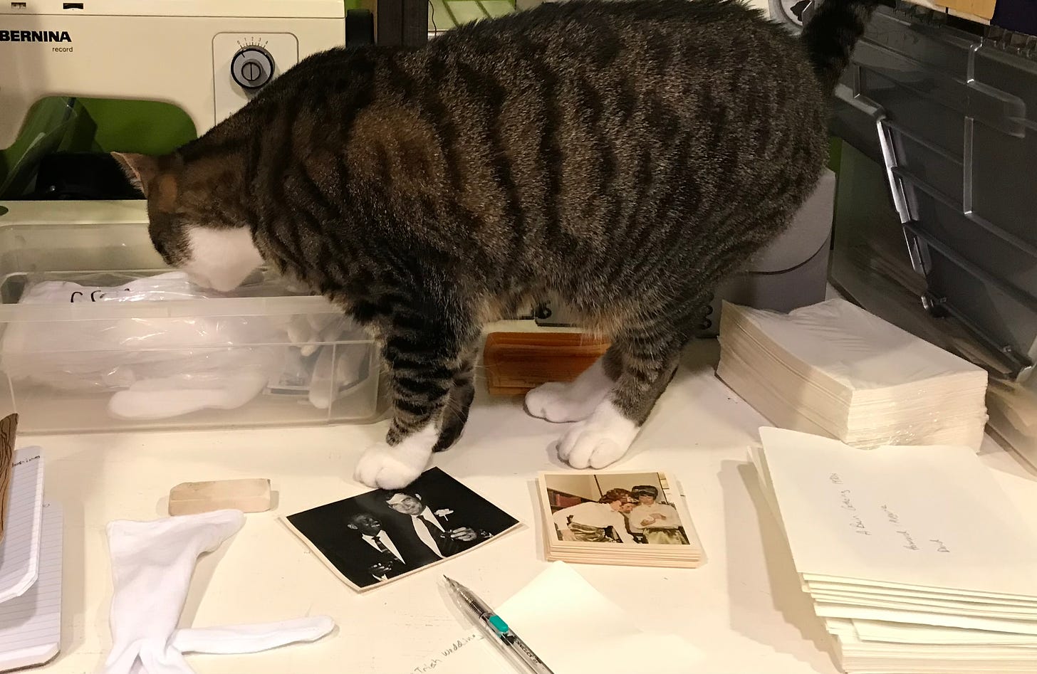 Cat on a desk with old photos and archival envelopes
